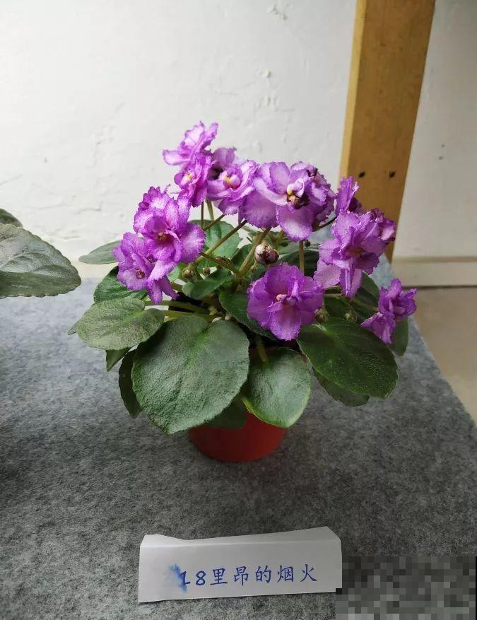 最耐阴的花就是它，光线弱也能开爆盆，越养越上瘾！