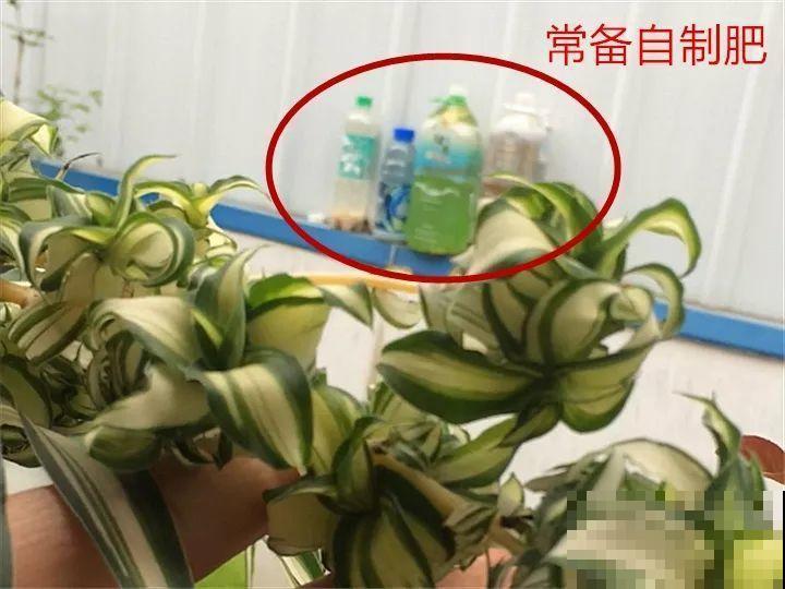 秋天也是施肥季，吊兰有它就够了，用完一次爆芽几十个！
