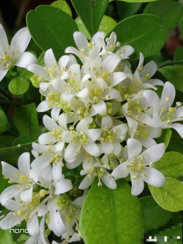 花香堪比香水，邻居大妈都追着问，眼馋极了