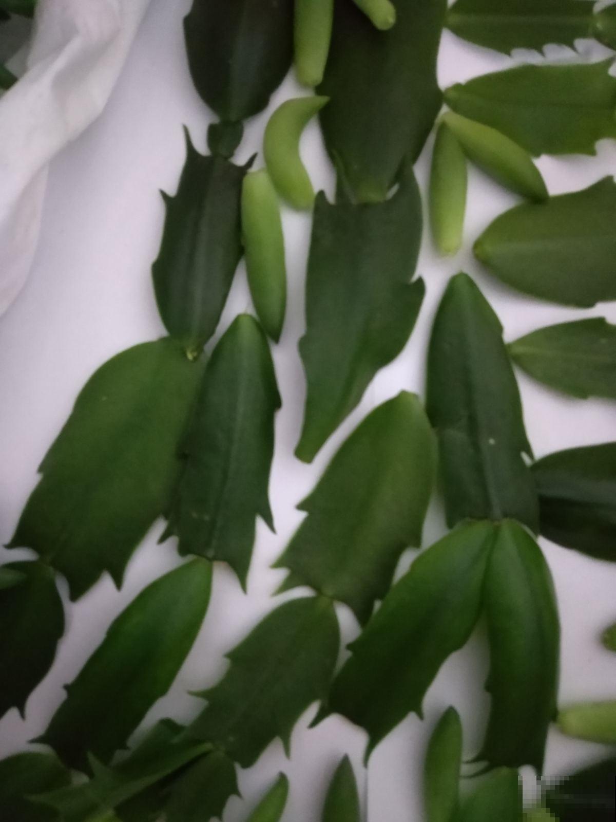 养蟹爪兰每天揪几下，半个月长成大瀑布，真的太神奇了！