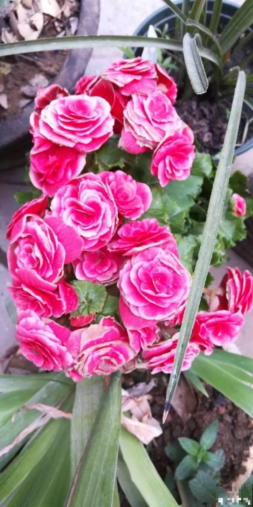 这8种夏天的休眠的花，秋天一醒就长个，满盆窜花苞！
