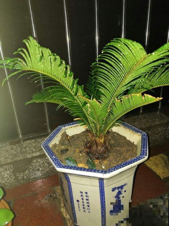 铁树怎么养？给予光照多晒太阳，养到它开花不是问题