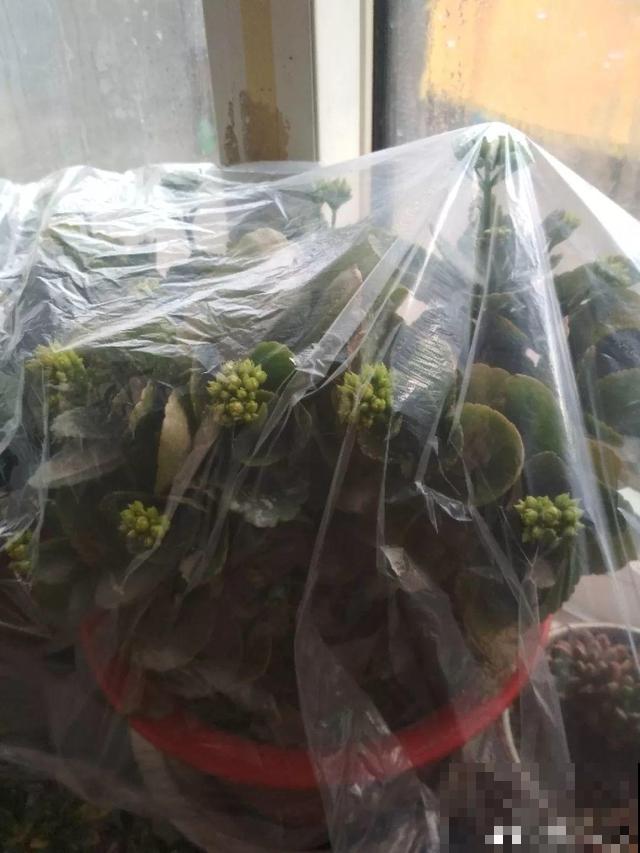 10月养花，这3点没注意，容易把花养死