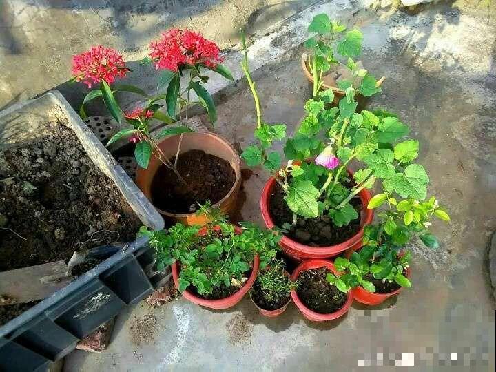 16岁男孩，为重病奶奶建花园，2年种了上百盆花！