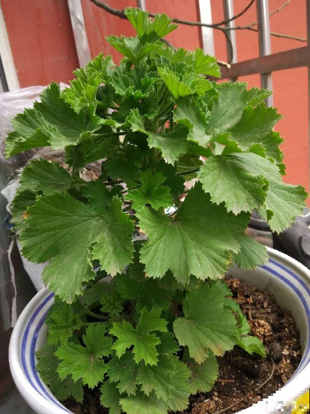 这花真便宜，不用一百块摆满一阳台，花多得看不见叶子！