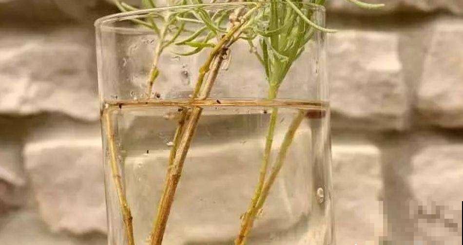 你种过薰衣草吗？几根枝条就能插出紫色花海，芳香又助眠！