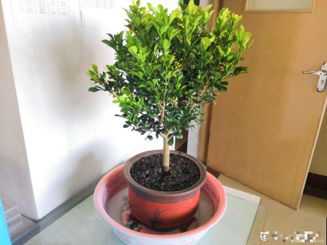 这花根比萝卜粗，别随便剪，小心3天死翘翘！
