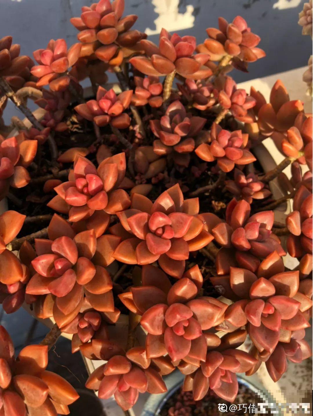 这6种多肉，皮实好养活，一个秋天就能爆出一大盆！