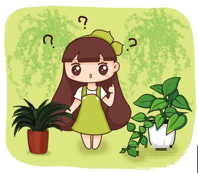 今天给大家介绍几种适合摆放在室内的植物