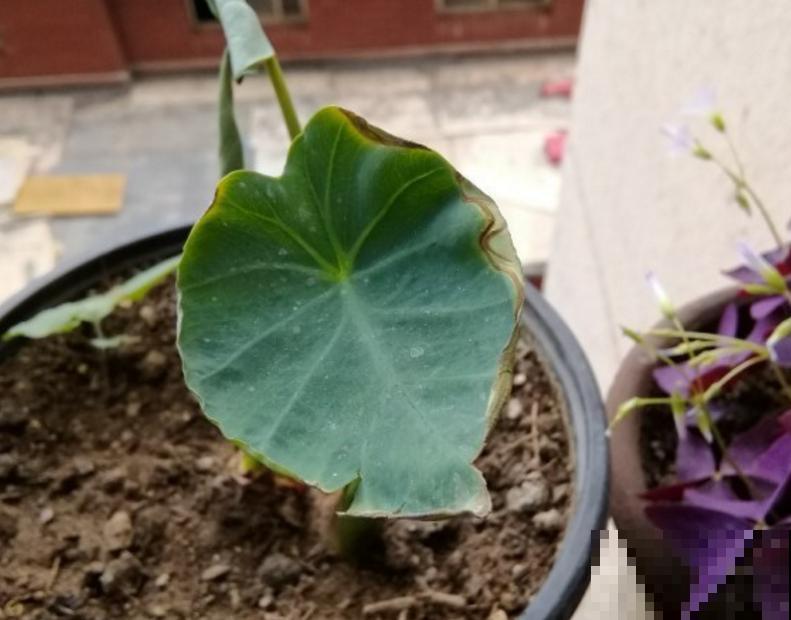 埋在花盆里的芋头，怎么样才算成熟？这一招让它疯狂产出！