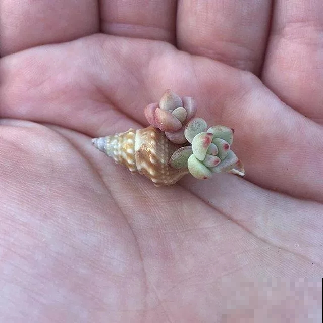 指甲盖大小的多肉你见过吗？自己在家就能养出来，可爱到心颤！