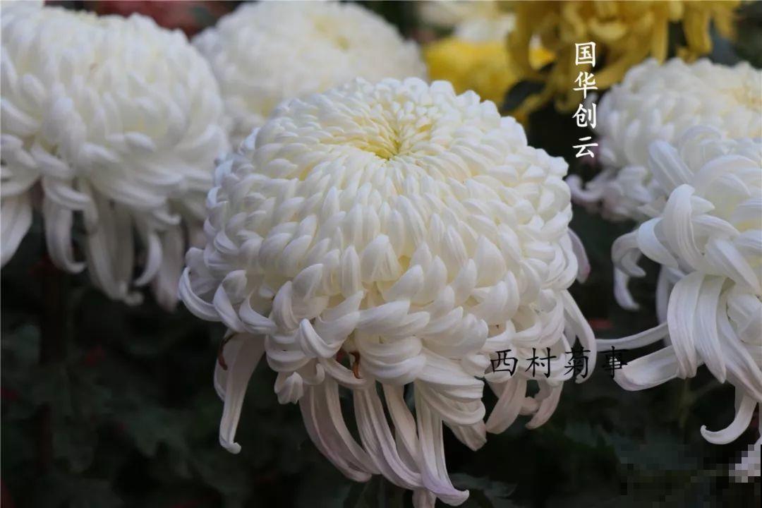 秋天啥花都可以不养，唯独这1种，100盆都不嫌多！