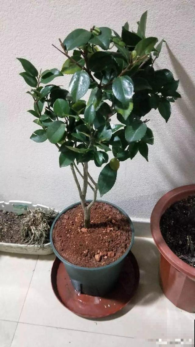 这花在北方不好养，买一盆死一盆，真愁人