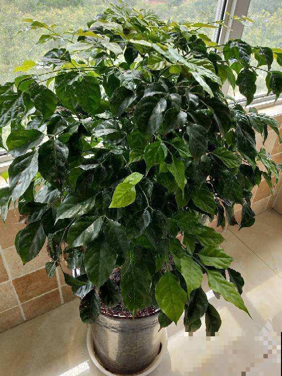 这几种花贵气十足，家里养一盆能聚福纳气，看着就舒心！