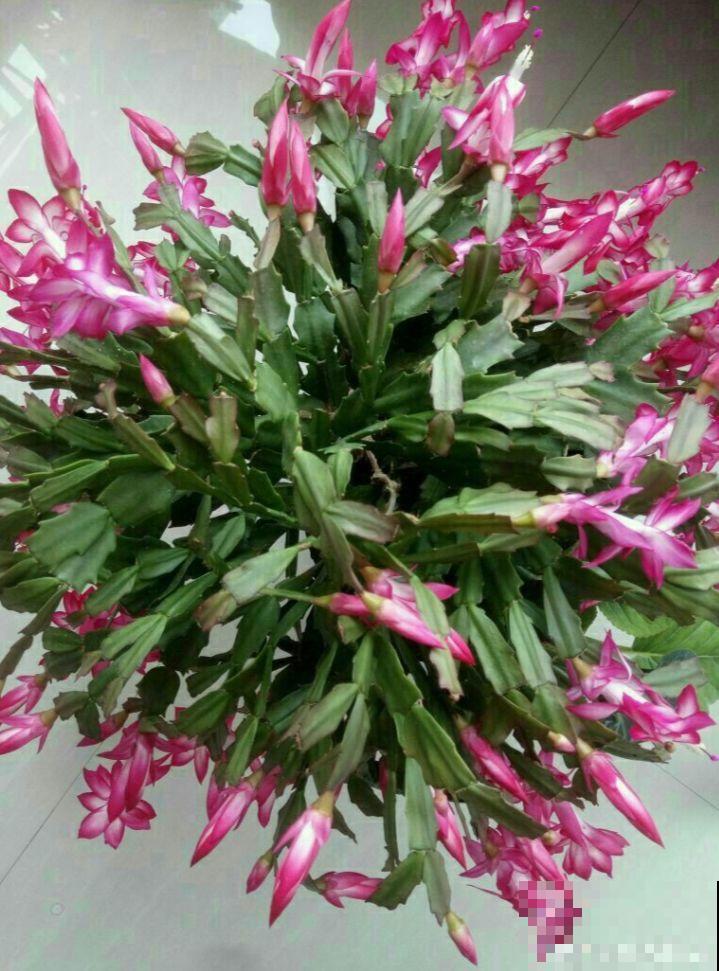 这花就得穷养，塞进小盆，少浇水，越长越旺