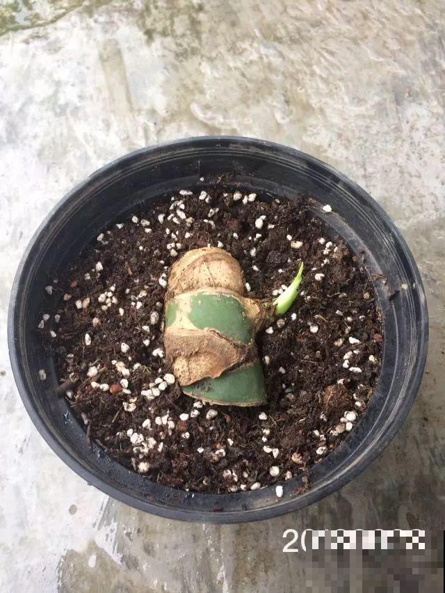 这花杆子比胳膊粗，砍一段就生根，1个月变老桩