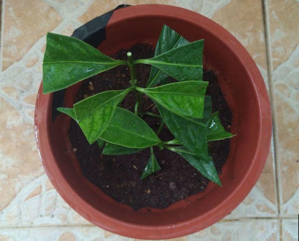 这花就是活香水，养一盆摆客厅，清新又杀菌！