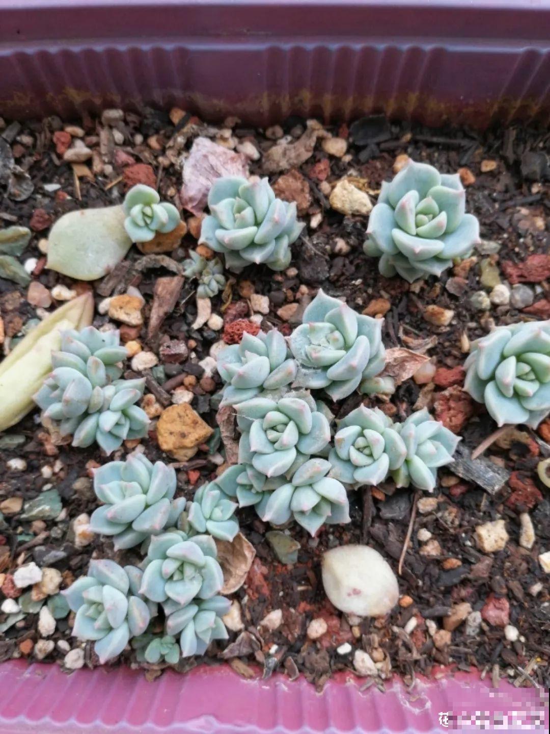 这花赶紧摘叶子，掐光后别浇水，立马又冒10个芽！