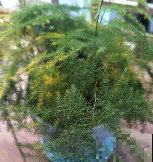 这花偏在秋天矫情，风一吹就黄叶，能不能治好就看现在！