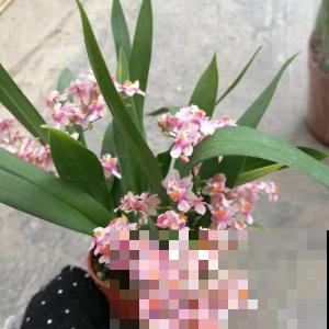 选花的标准仅仅是好看？等你买回家就后悔，现在改变主意还来得及