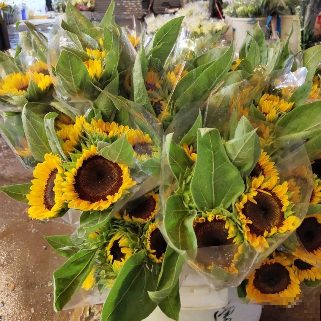 9月份逛花市，这花最好看、最好养，放心抱回家！