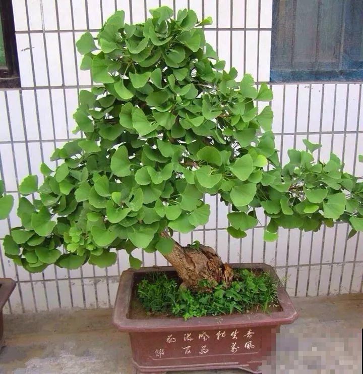适合养在客厅里的4种花，喷一喷窜出花骨朵，漂亮上档次！