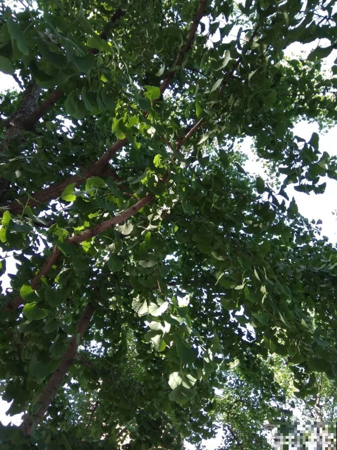 家里种棵守家树，夏天乘凉秋天结果，越养越有福气！