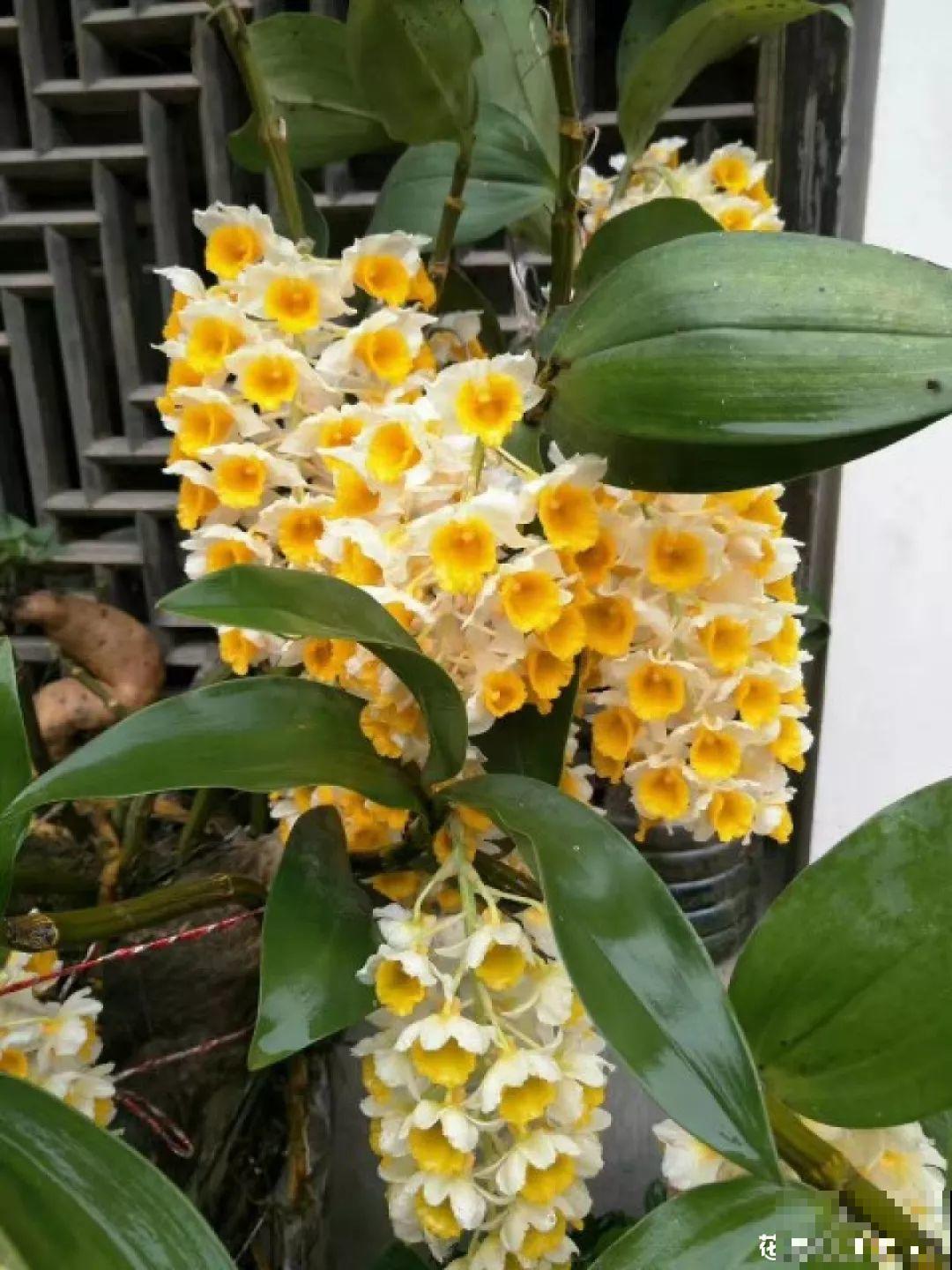这花一开，赛过所有香水，花苞摘一摘还能泡水喝！