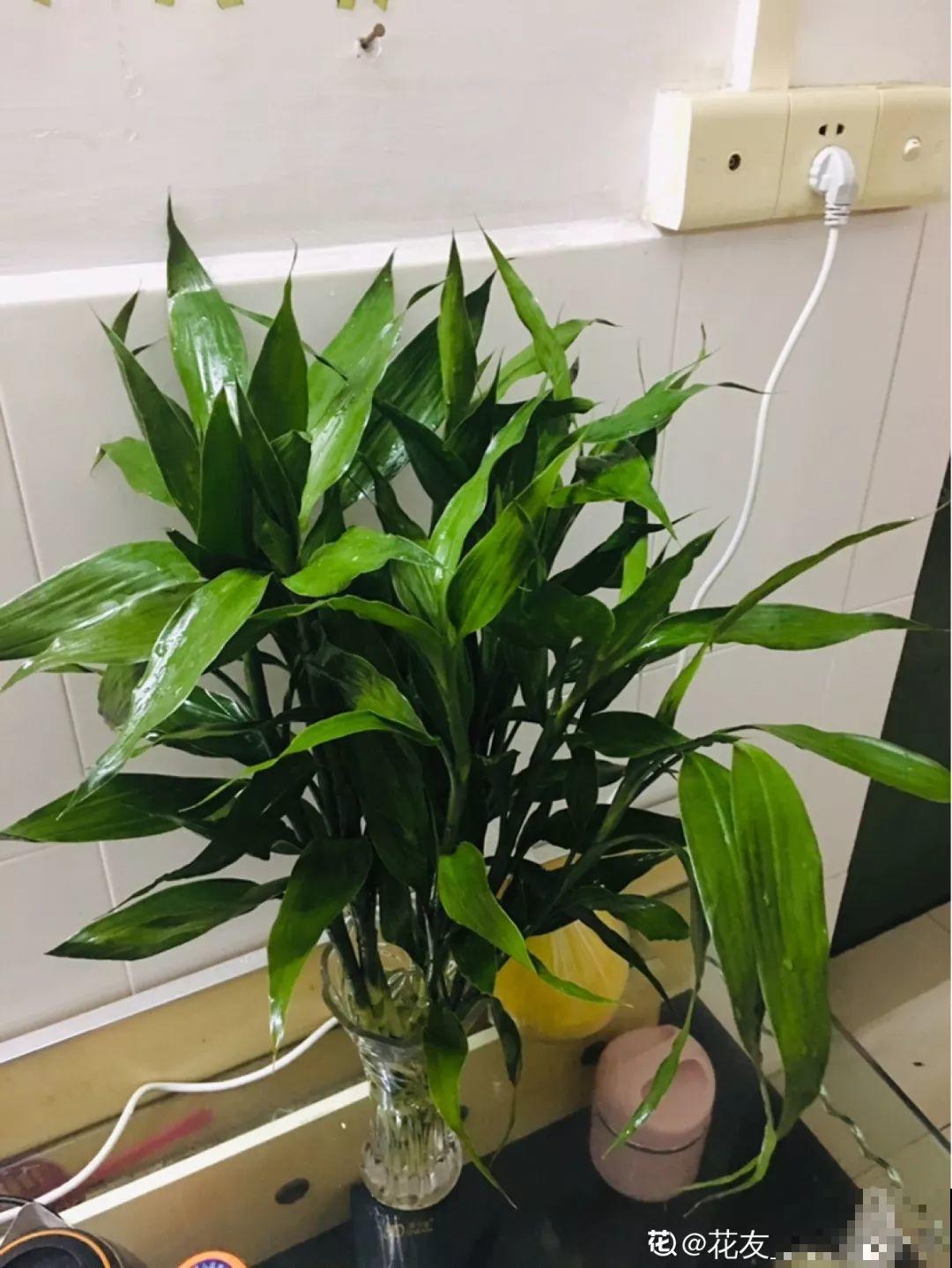 5种寓意超好的花，没有院子也能养，叶子油绿一年比一年茂盛！