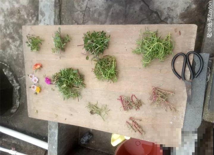 把花插在油桶里，疯狂晒7天，开成大花柱！
