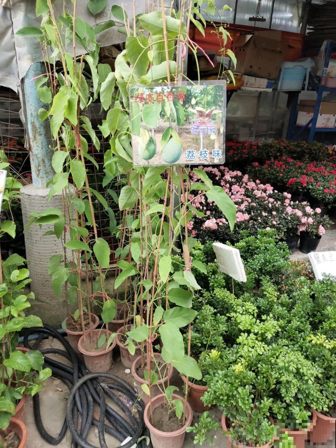 9月份逛花市，这花最好看、最好养，放心抱回家！