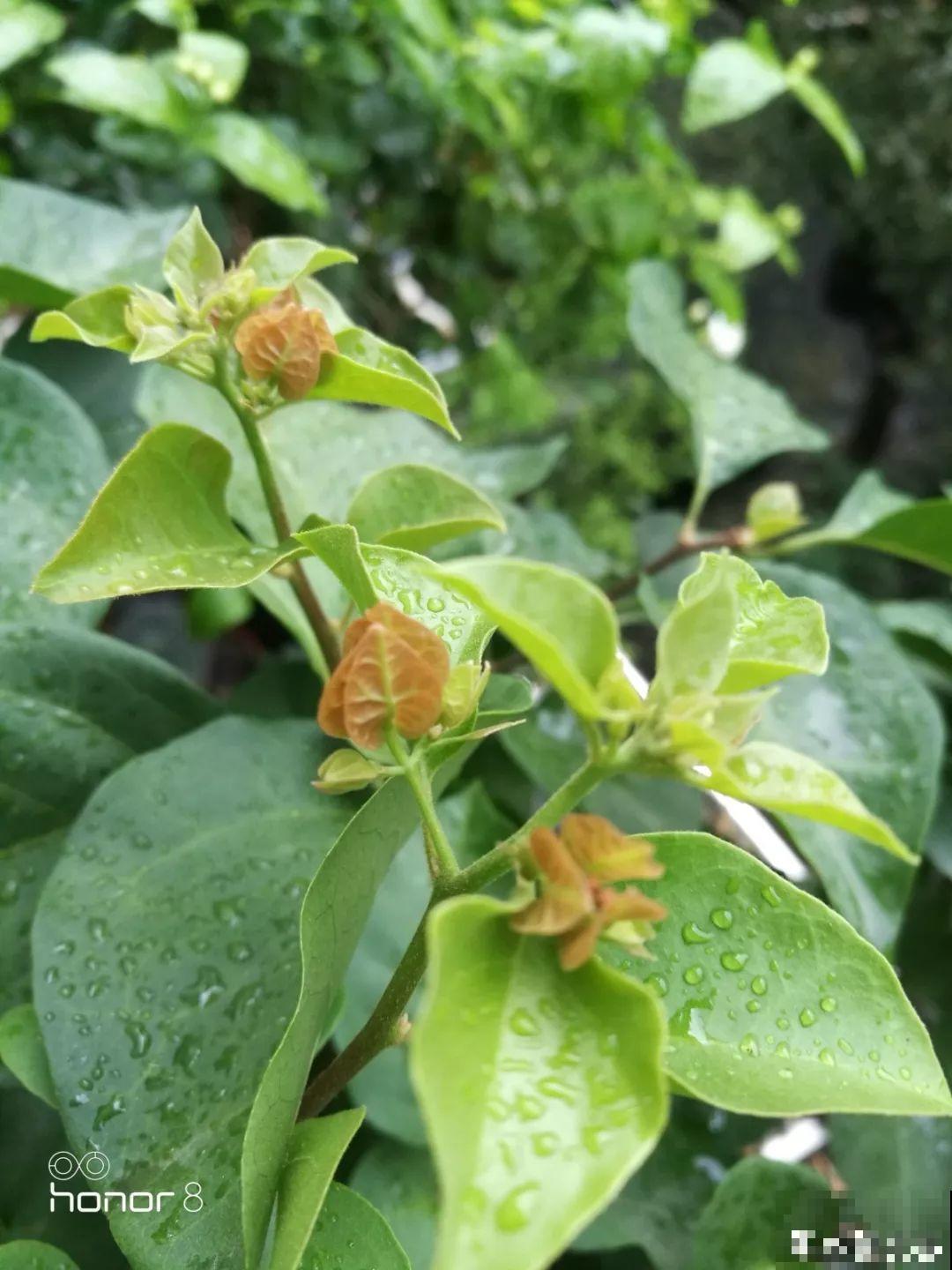 长寿专门的催花小技巧，套个塑料袋，不用一月就窜花苞！