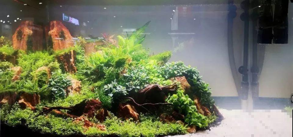 比铜钱草好看百倍的花，7天爆满一大缸，多到家里堆不下！