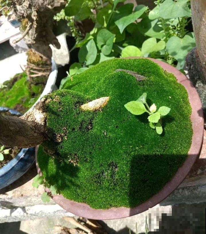 苔藓不光看着小清新，盆面铺一层，冬天养花不怕冻！
