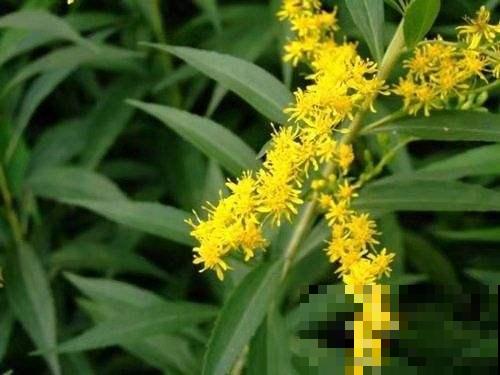 这花俗称养不死，秋天也能泛滥成灾，但农民一见它就火冒三丈！