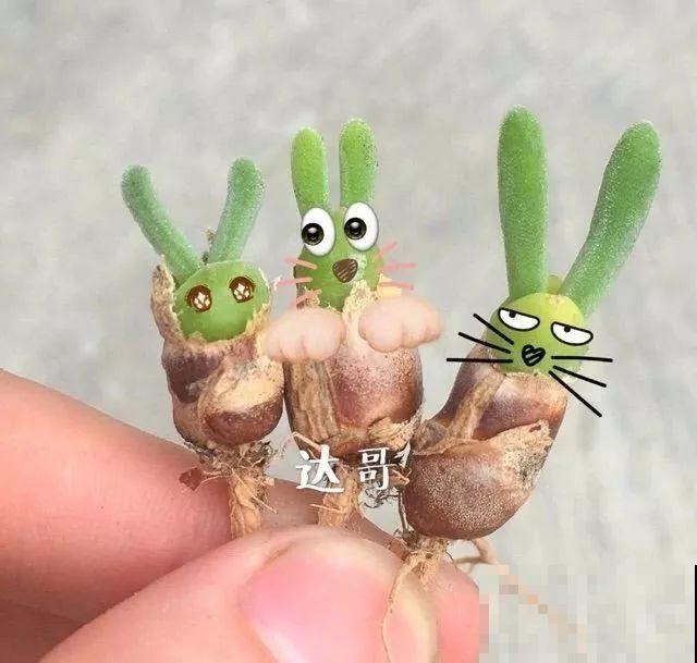 这6种有趣花，长了一圈小尾巴，谁看了都想摸！