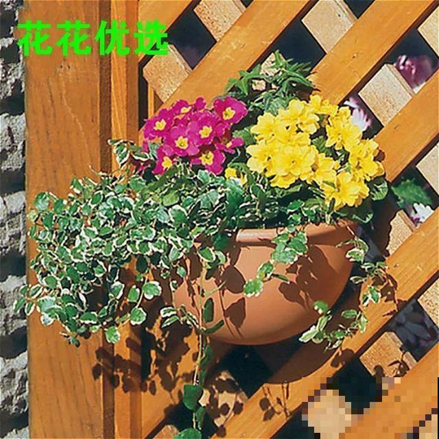 这种花秋冬这么养，明年开花成瀑布，现在明白还不晚