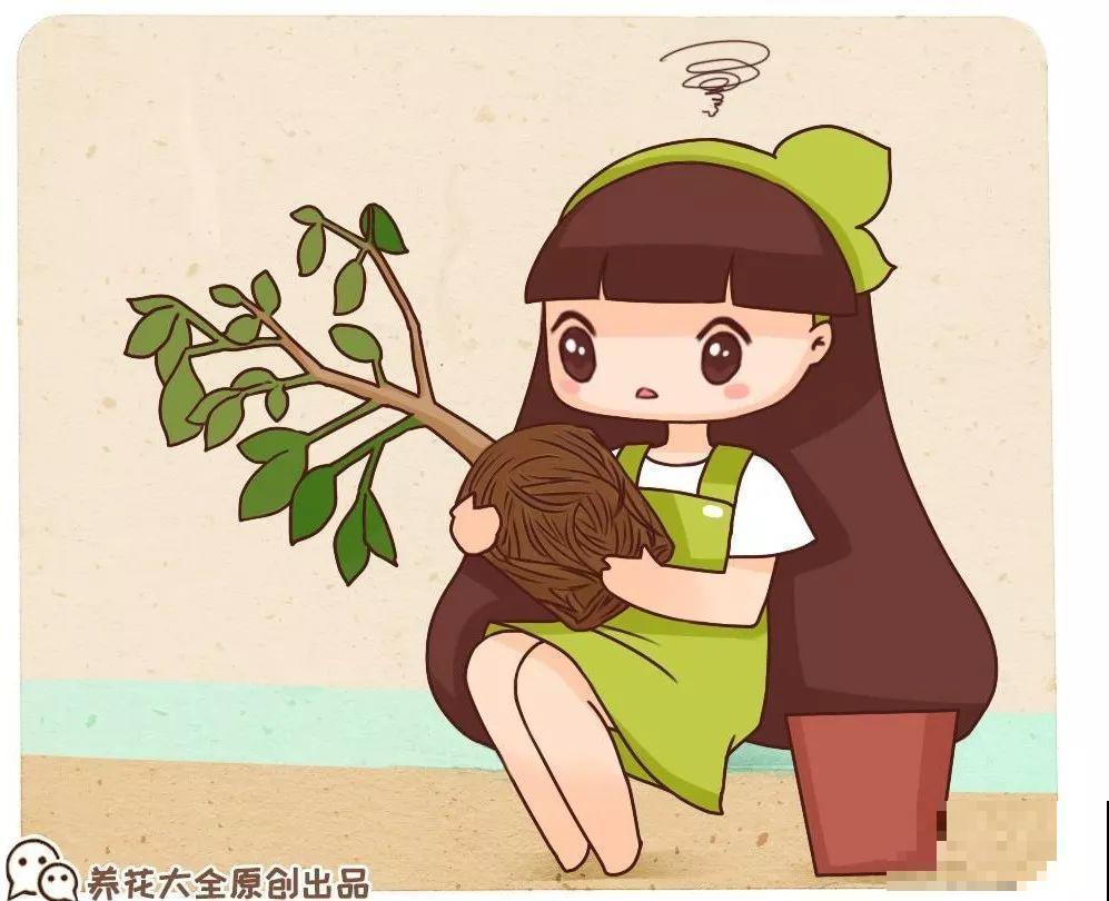 换盆时机到了，有这花赶紧换，叶子疯长猛开花！