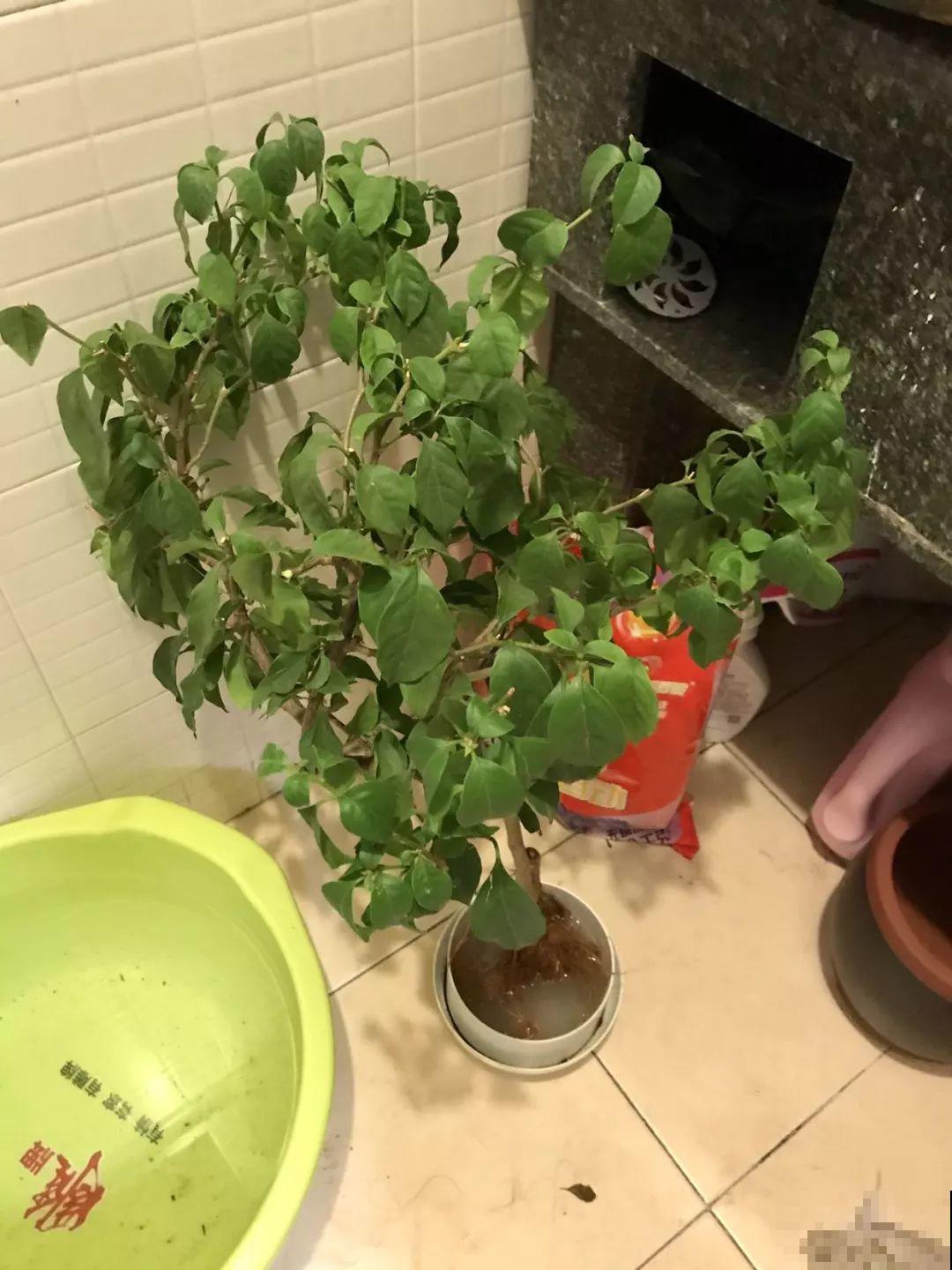 买回来就死翘翘，注意好这一点，开得比花店里还好