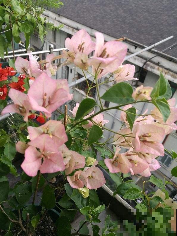 养花注意小技巧，叶子油绿不脱落，冬天也能枝繁叶茂！