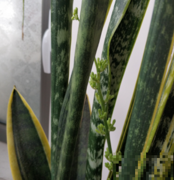 观叶翘楚虎皮兰也能开花结果？按照这样养，7天就能轻松达到！