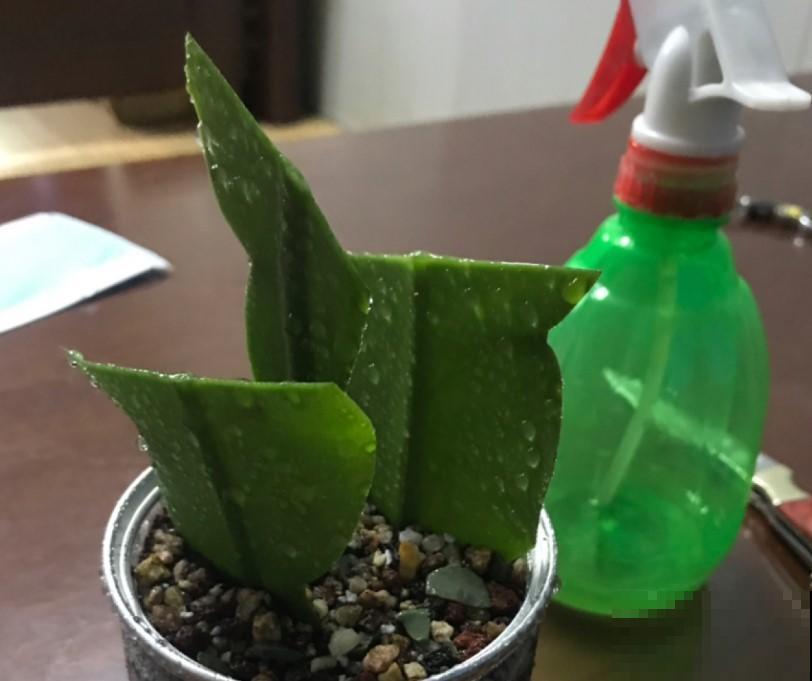 你们见过昙花开花吗？没有见过的，掐个叶，就能种！