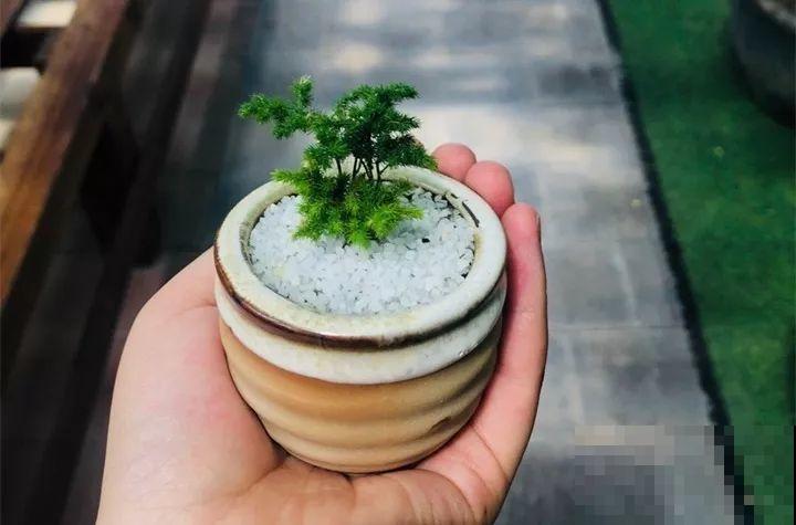 这花叶子长不大，开花只有拇指大小，姐姐反倒乐开花！
