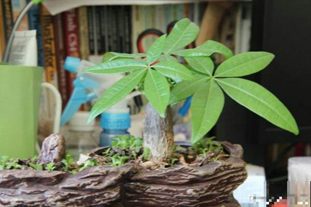 再好养的花也怕冷，放外面一晚上，一不小心变烂草！