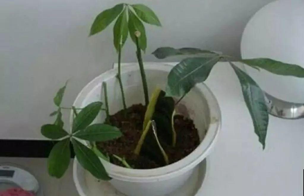 这6种寓意好的花，剪根枝就能活，摆在家里超养眼！