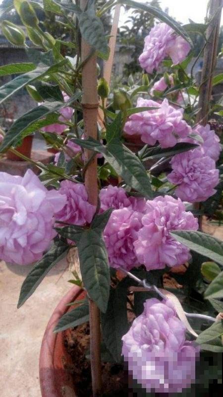 你还在担心植物营养不良？选对了品种，植物轻轻松松过两米