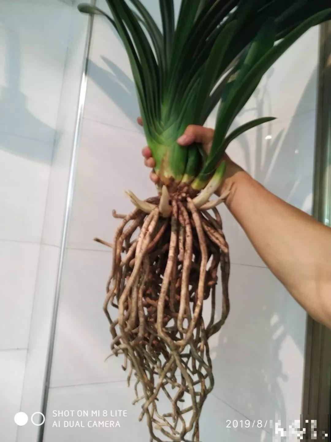 给花浇点它，秋天根系撑爆盆，黄叶离得远远的！