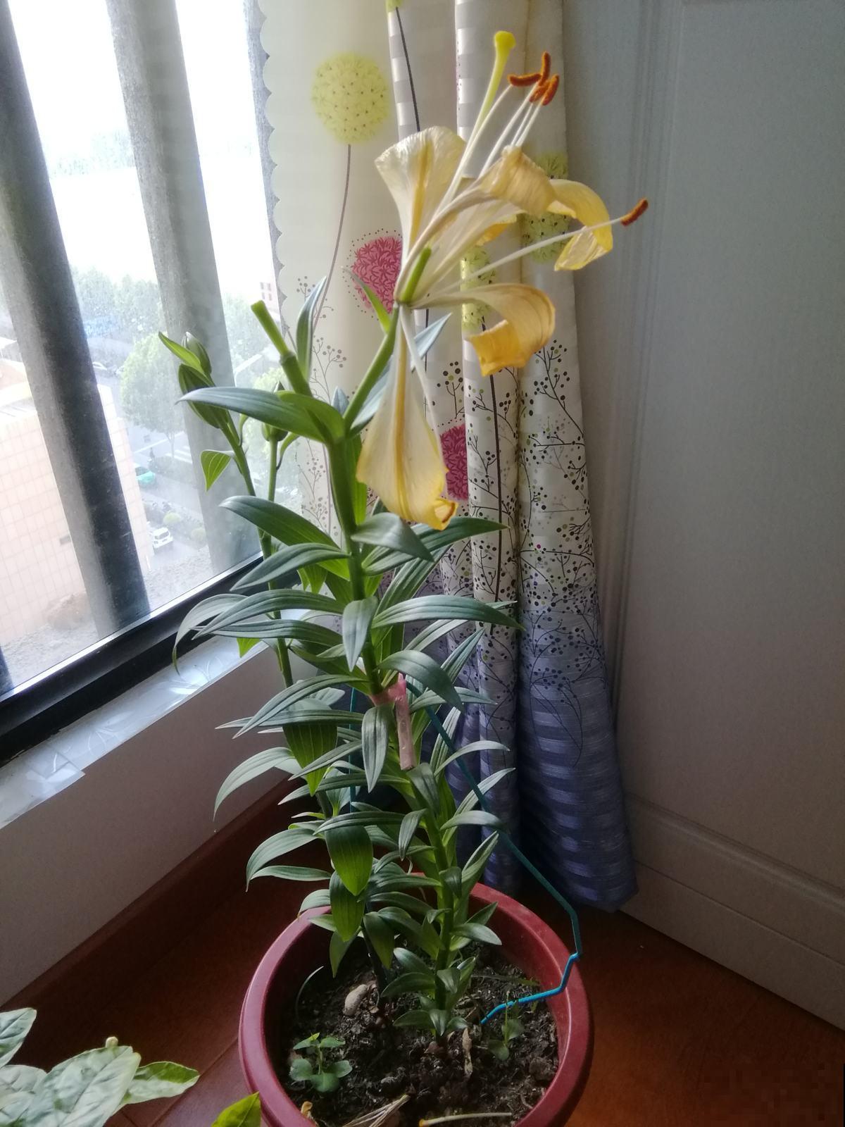 秋季种球养护有讲究，这几点一定做到，否则球根烂掉可别哭！