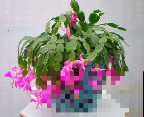 仙人掌这样嫁接，接上就能活，花开十多年！