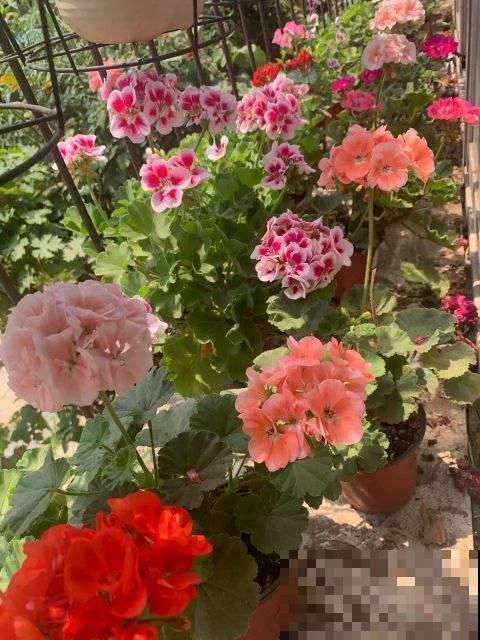 名字好听又适合冬天养，学会这几个技巧，天竺葵枝枝挂花苞